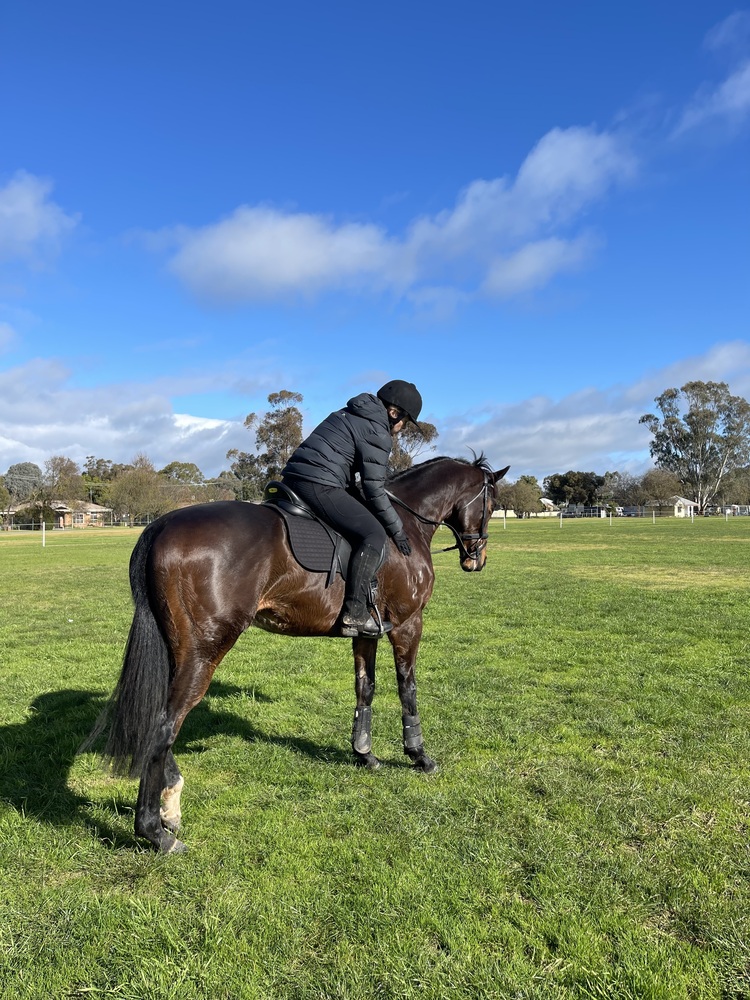 Royal Quality Hack Show horses Horse for sale in Shepparton VIC