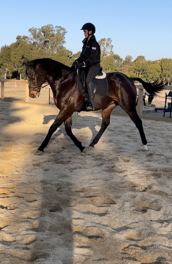 Royal Quality Hack Show horses Horse for sale in Shepparton VIC