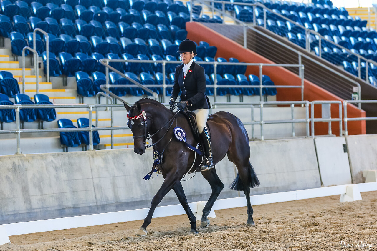 Sanlirra Notation Show horses Horse for sale in Beachmere QLD