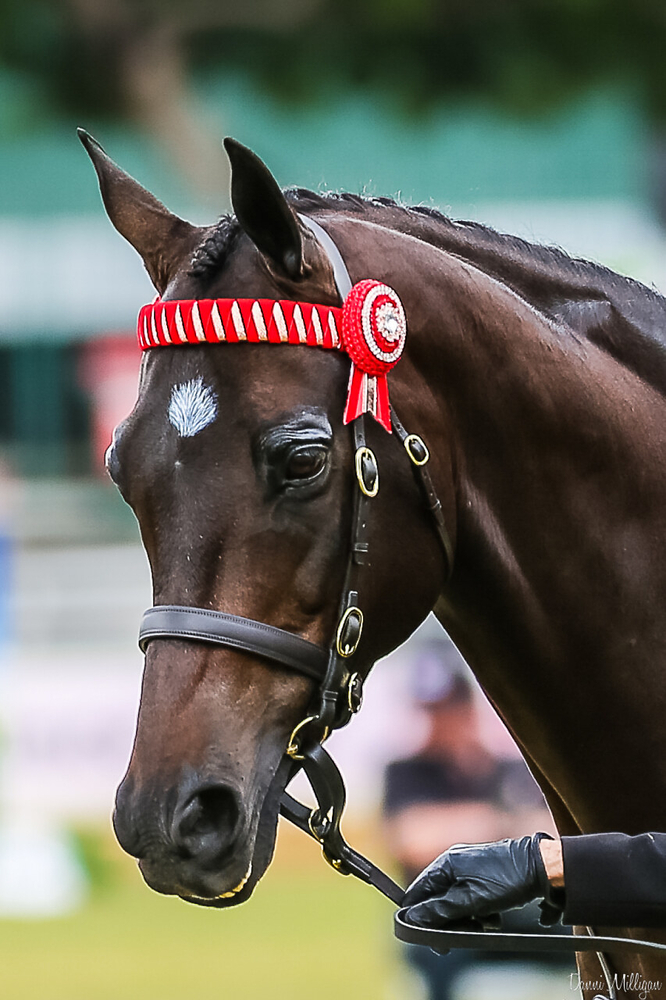 Sanlirra Notation Show horses Horse for sale in Beachmere QLD