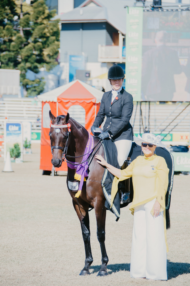 Sanlirra Notation Show horses Horse for sale in Beachmere QLD