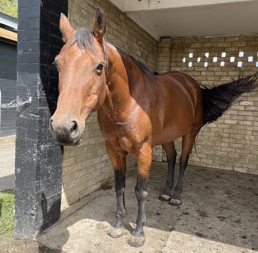 Project Quarter Horse Project Horse for sale in Sutton Forest NSW