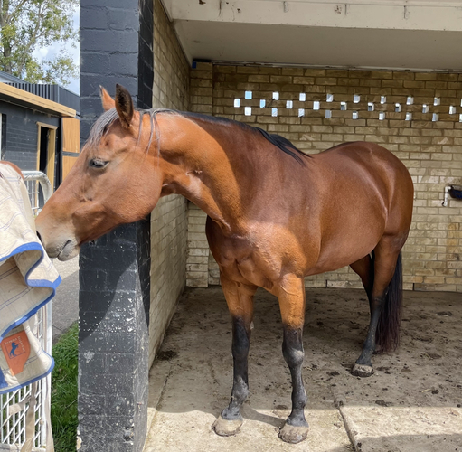 Project Quarter Horse Project Horse for sale in Sutton Forest NSW