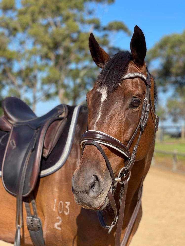 Royal Quality Hack Show horses Horse for sale in Shepparton VIC