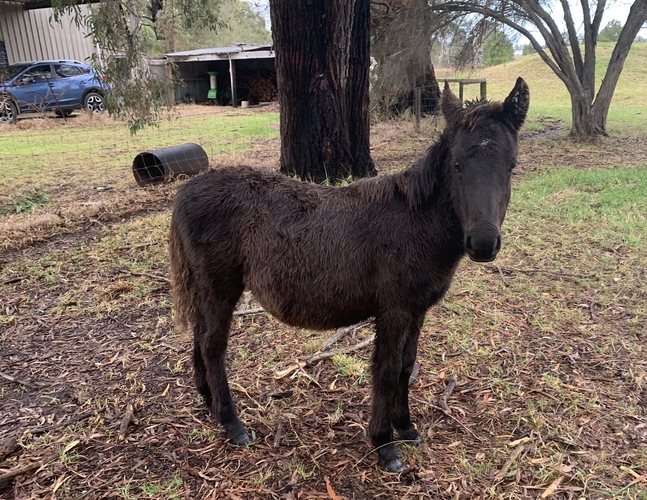 Brumby Colt Project Horse for sale in Nicholson VIC Horse Deals
