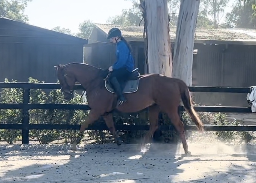 Charlie Chestnut TB Adult Riding Club horses Horse for sale in