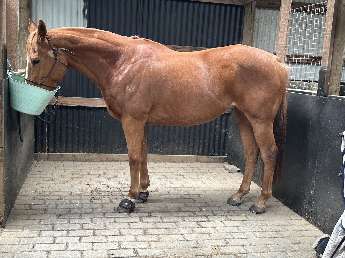 Charlie Chestnut TB Adult Riding Club horses Horse for sale in