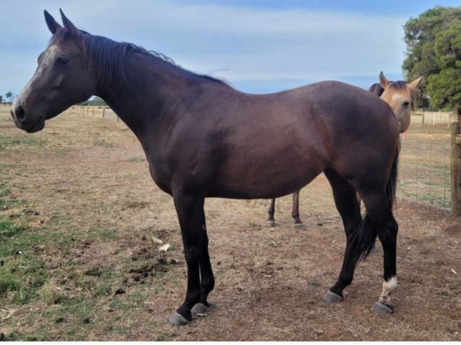 Solid paint bred mare Allrounder horses Horse for sale in Tongala VIC Horse Deals