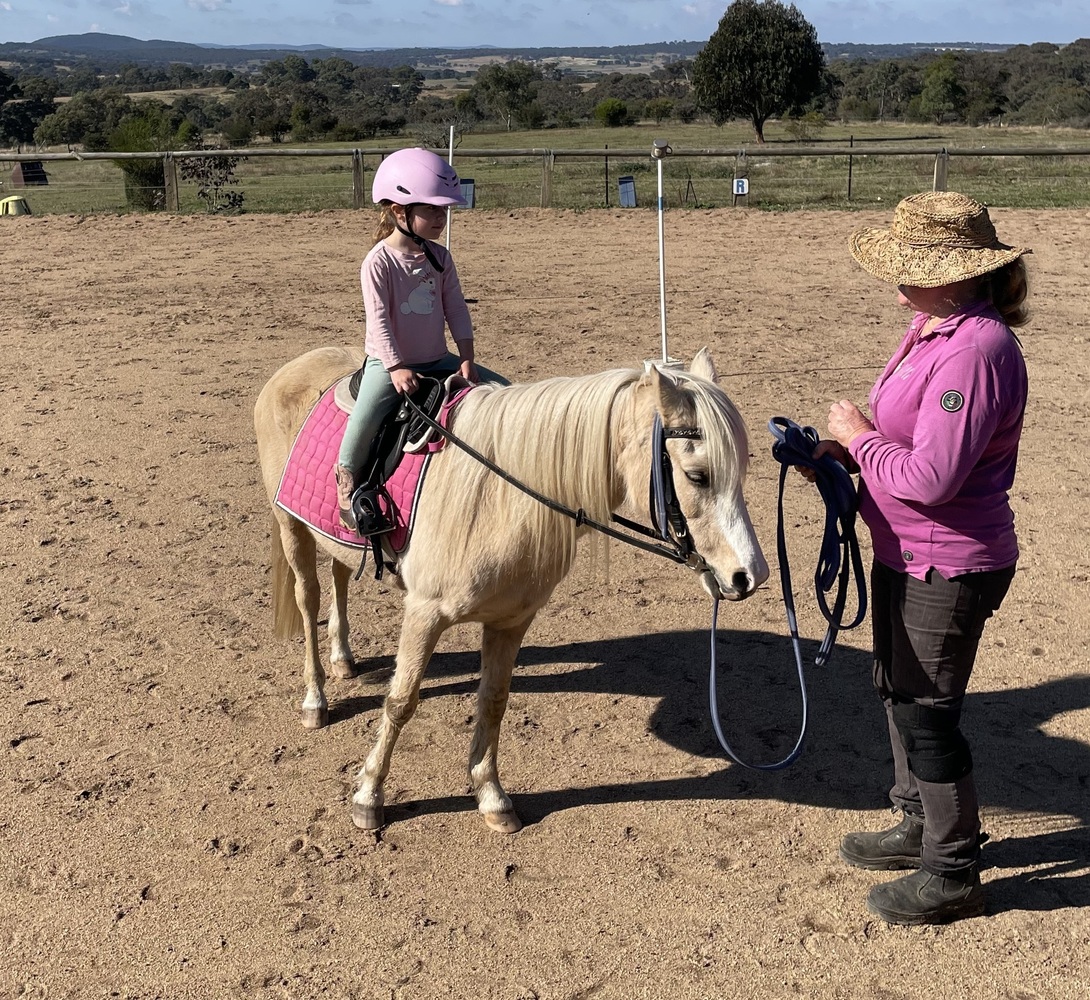 Palomino Pony Pony Club horses Horse for sale in Goulburn NSW