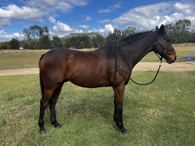 OTTB Gelding Off the Track horses Horse for sale in Gatton QLD