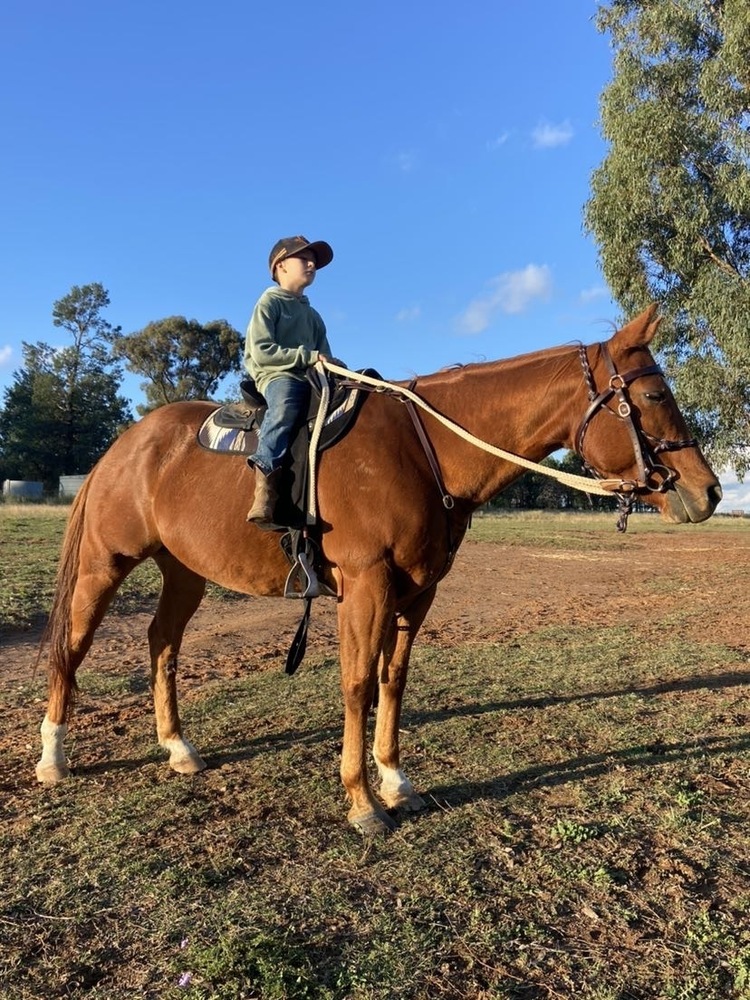 Quiet gelding Trail Riding horses Horse for sale in Dubbo NSW