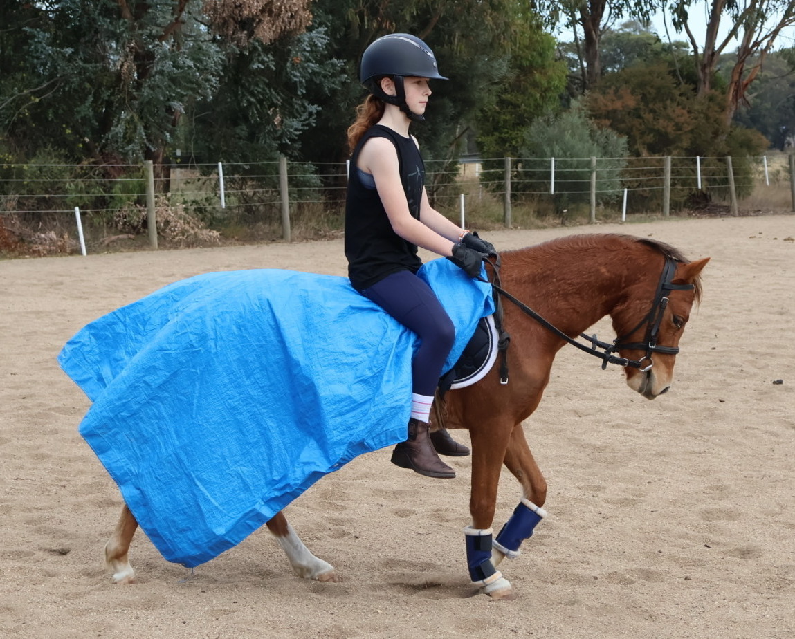 Kids Allrounder Allrounder horses Horse for sale in Kilmore VIC