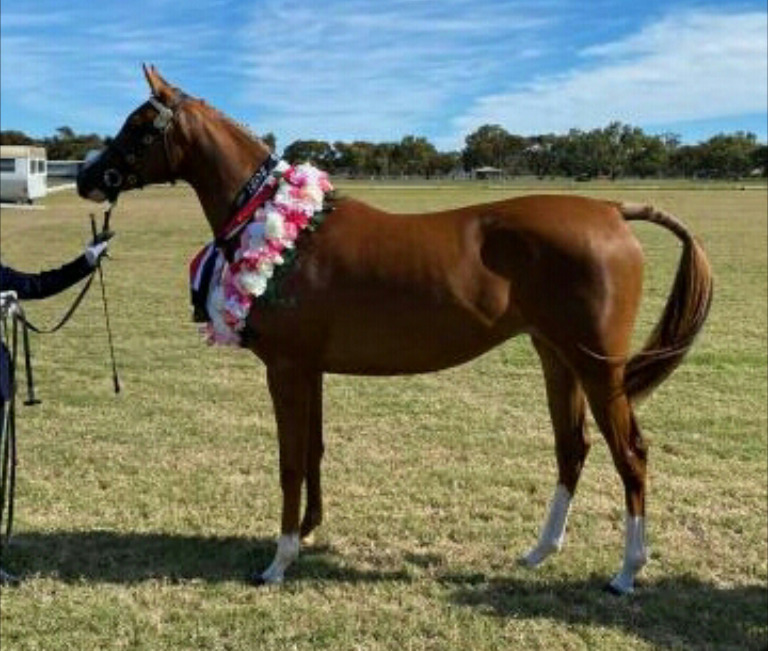 Beautiful Anglo Arabia Show horses Horse for sale in Geraldton WA
