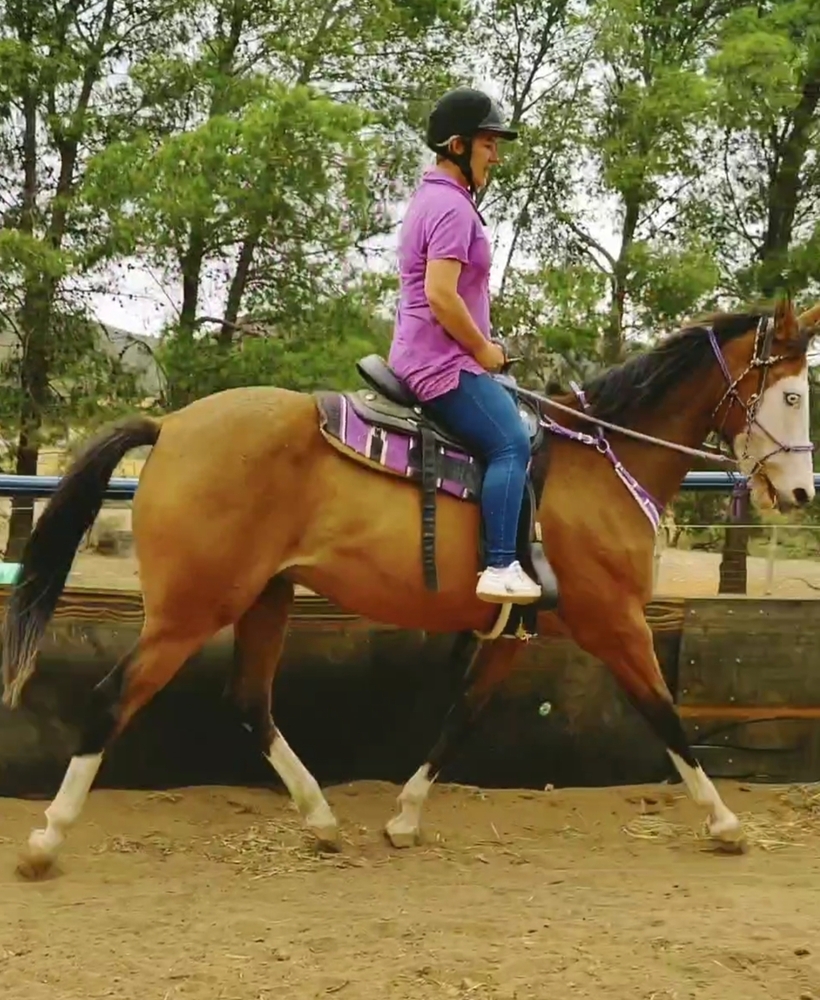 Jack Paint x TB Project Horse for sale in Warnertown SA Horse Deals