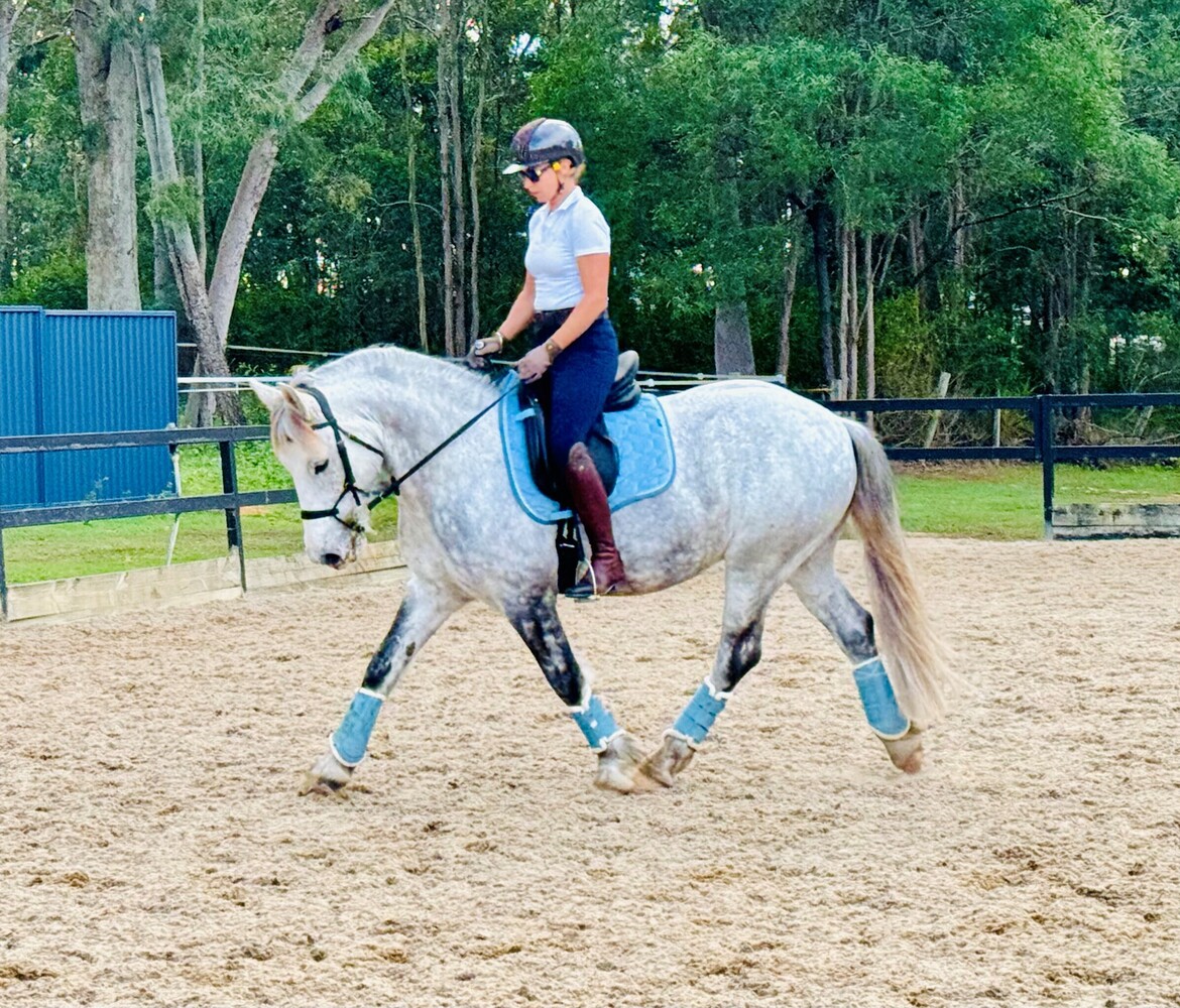 Beautiful 8yr old Gypsy Cob Cross Gelding Dressage horses Horse for sale in Jimboomba QLD