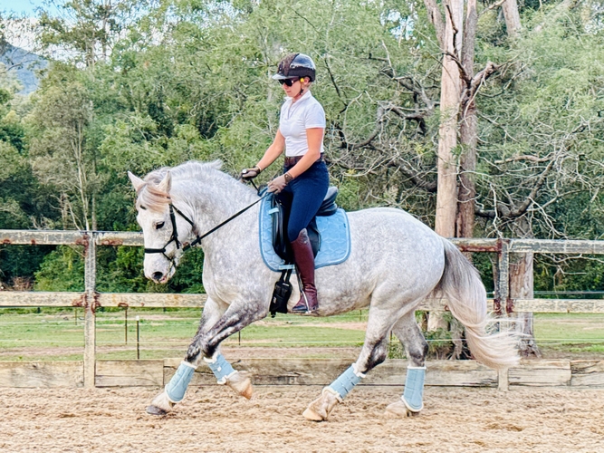 Beautiful 8yr old Gypsy Cob Cross Gelding Dressage horses Horse for sale in Jimboomba QLD