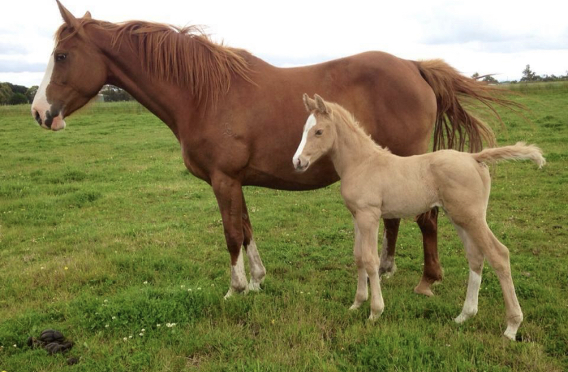 Warmblood Broodmare Breeding horses Horse for sale in Koo Wee Rup VIC Horse Deals