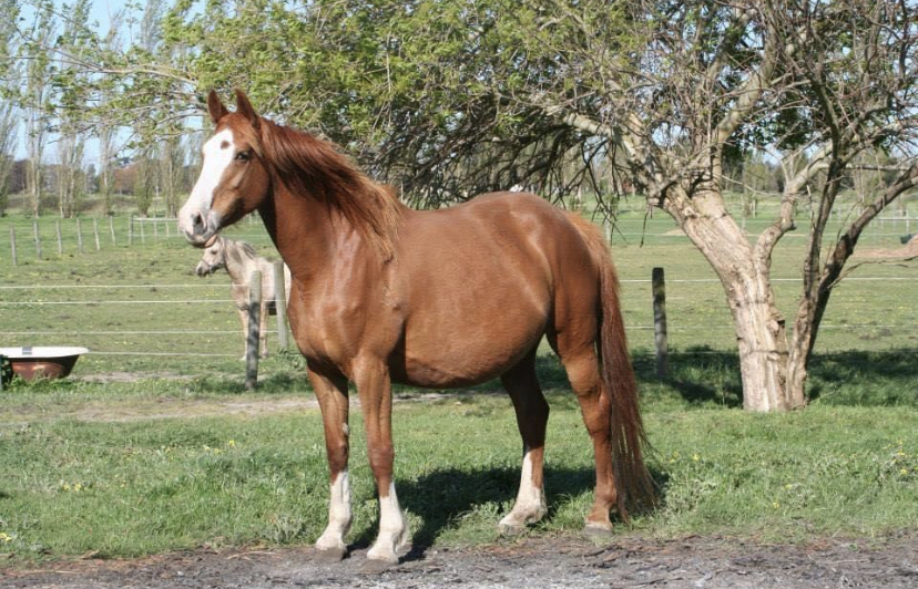 Warmblood Broodmare Breeding horses Horse for sale in Koo Wee Rup VIC Horse Deals