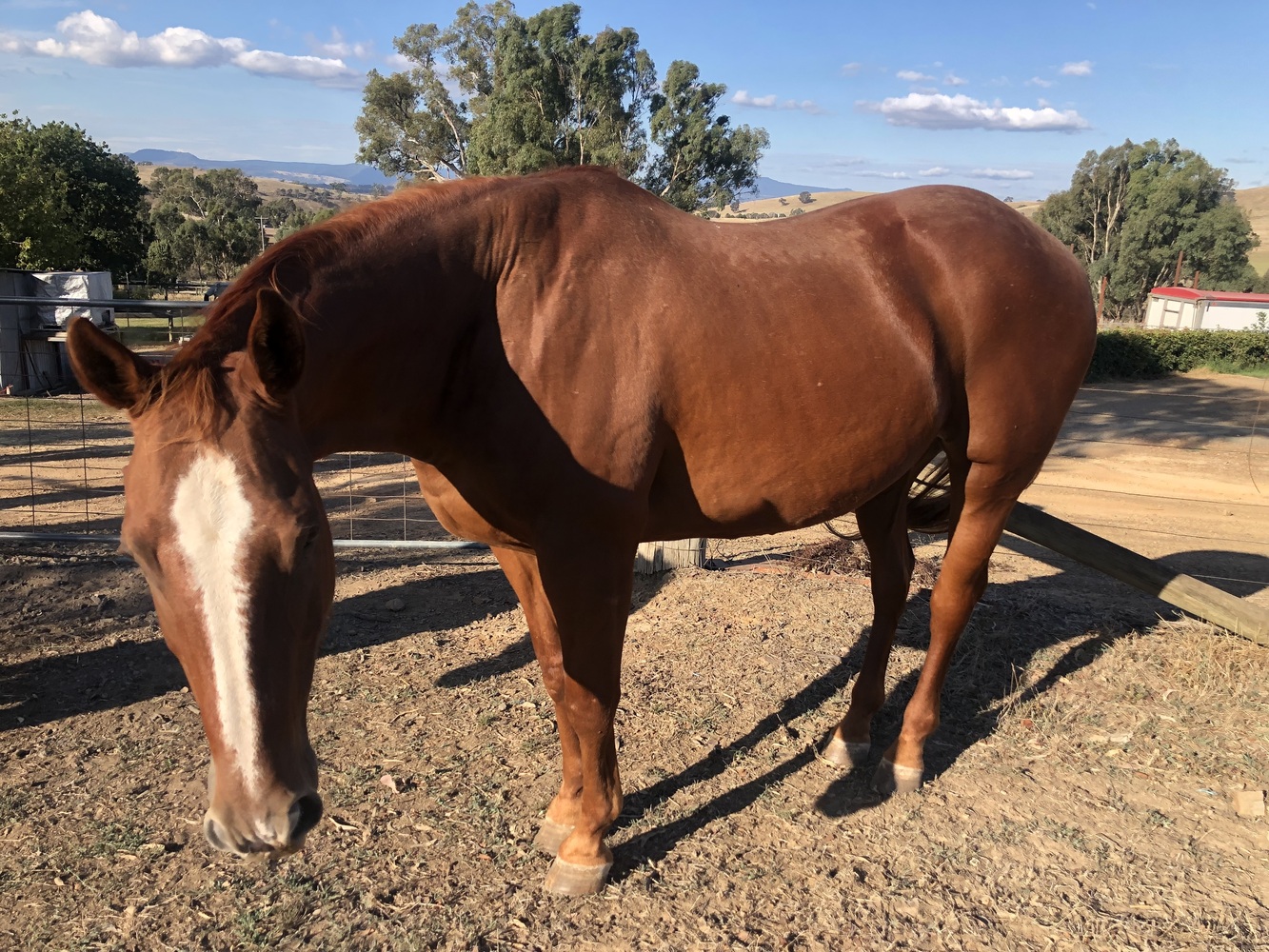 Free to good home Companion horses Horse for sale in Mansfield VIC