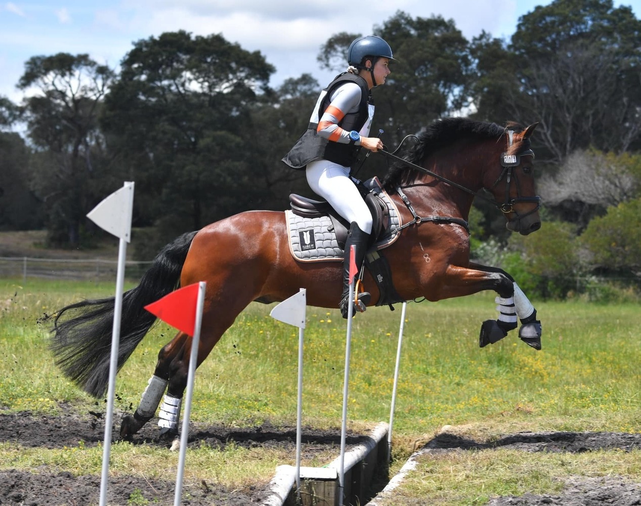 Performance Cob Eventing horses Horse for sale in Tyabb VIC Horse