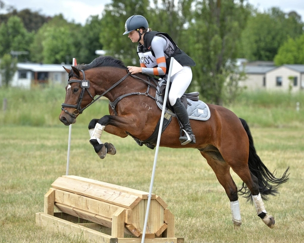 Performance Cob Eventing horses Horse for sale in Tyabb VIC Horse