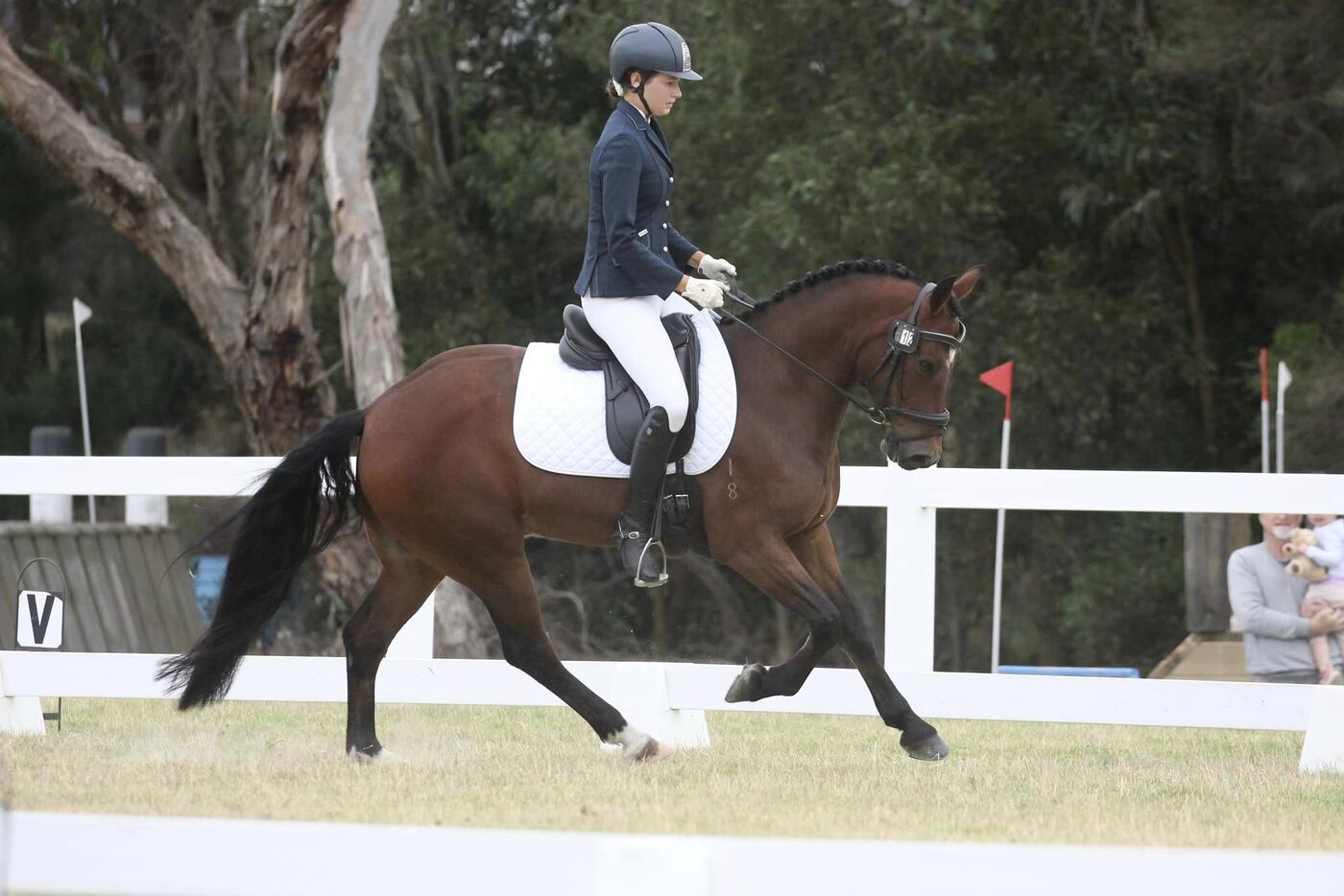 Performance Cob Eventing horses Horse for sale in Tyabb VIC Horse