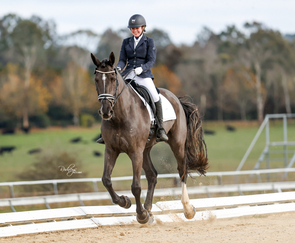 Dressage Schoolmaster Dressage horses Horse for sale in Woodville