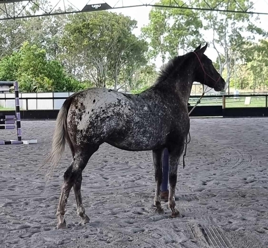 Warmblood Spanish Appaloosa Allrounder horses Horse for sale in
