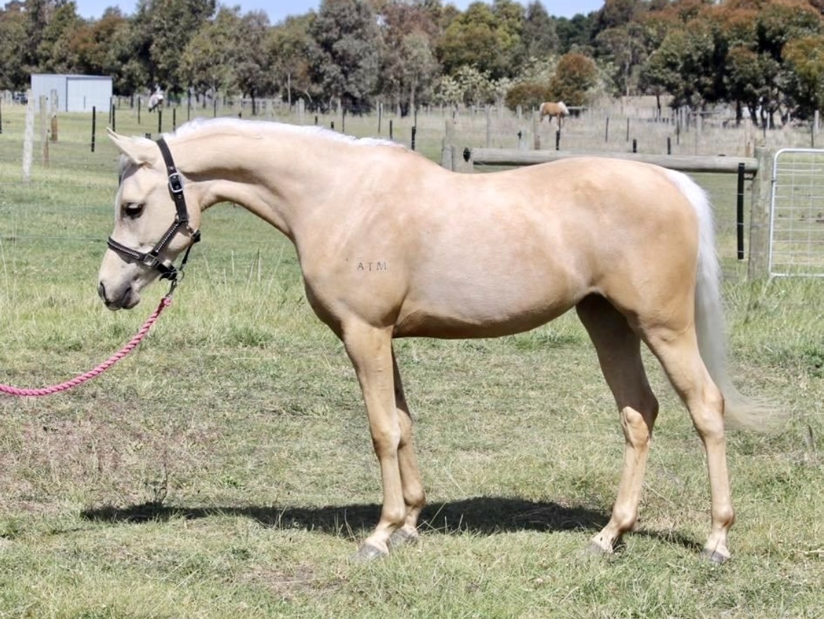 Illusion LOA Show horses Horse for sale in Geelong West VIC Horse