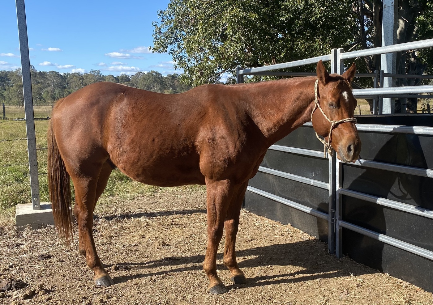 Quiet Educated Gelding Western Performance horses Horse for sale in