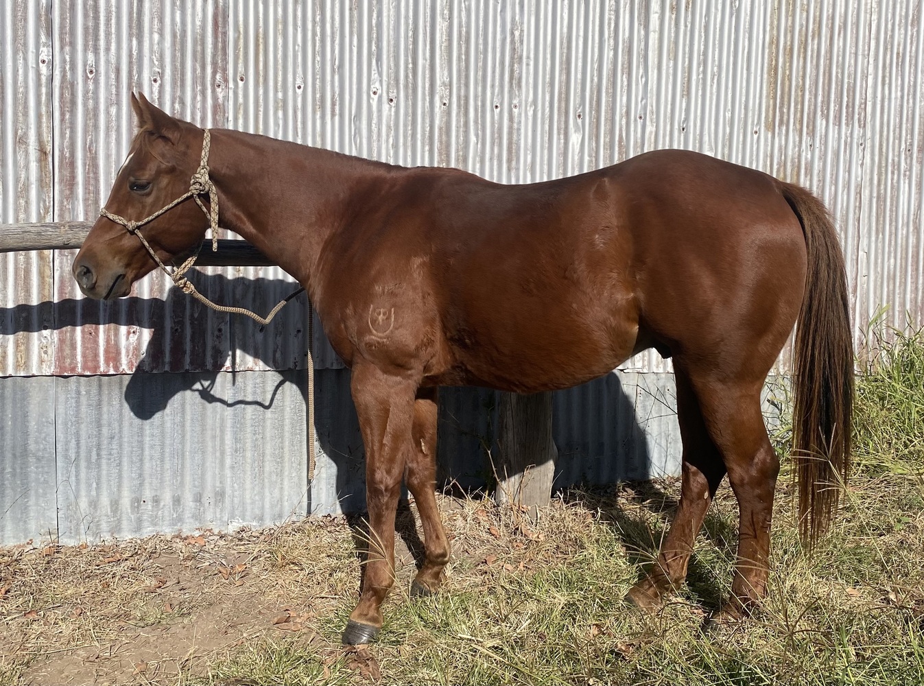 Quiet Educated Gelding Western Performance horses Horse for sale in