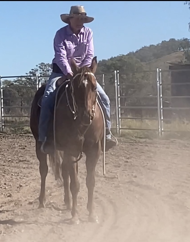 Quiet Educated Gelding Western Performance horses Horse for sale in