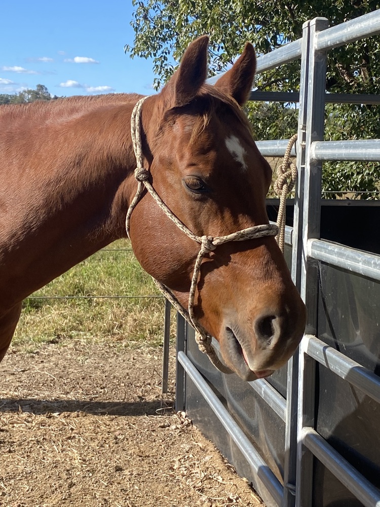 Quiet Educated Gelding Western Performance horses Horse for sale in