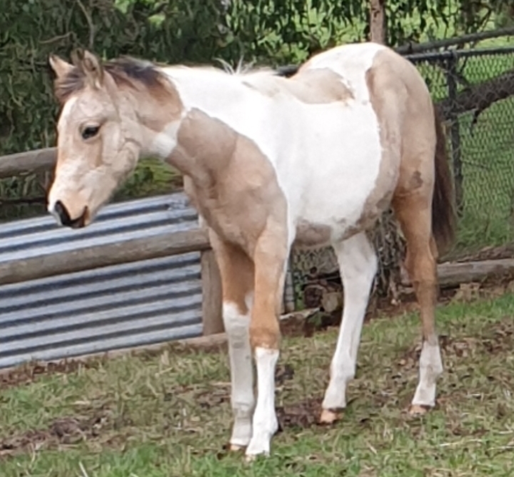 Stock Horse x QH Filly Allrounder horses Horse for sale in