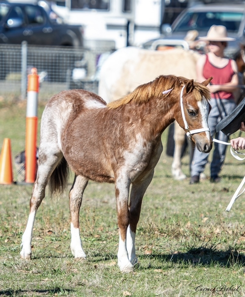 Stunning Welsh A filly Show horses Horse for sale in Kilmore VIC