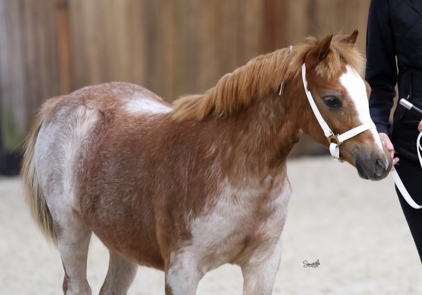 Stunning Welsh A filly Show horses Horse for sale in Kilmore VIC