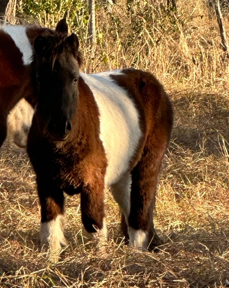 Mini Allrounder horses Horse for sale in Gatton QLD Horse Deals