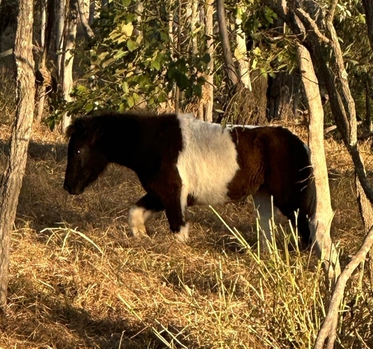 Mini Allrounder horses Horse for sale in Gatton QLD Horse Deals