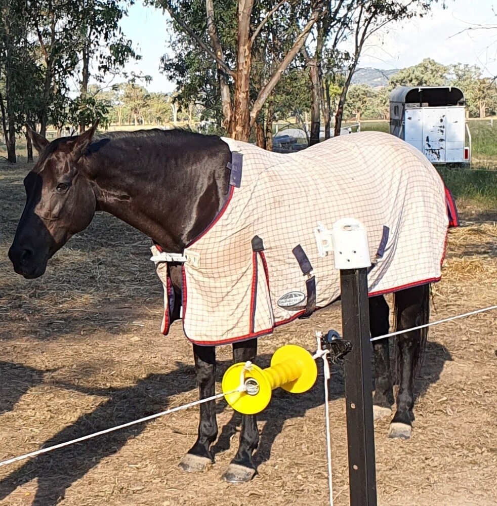 Quiet Standy Mare Pleasure horses Horse for sale in Albury NSW Horse Deals