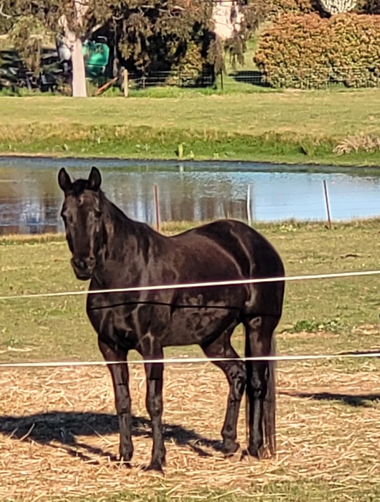 Quiet Standy Mare Pleasure horses Horse for sale in Albury NSW Horse Deals