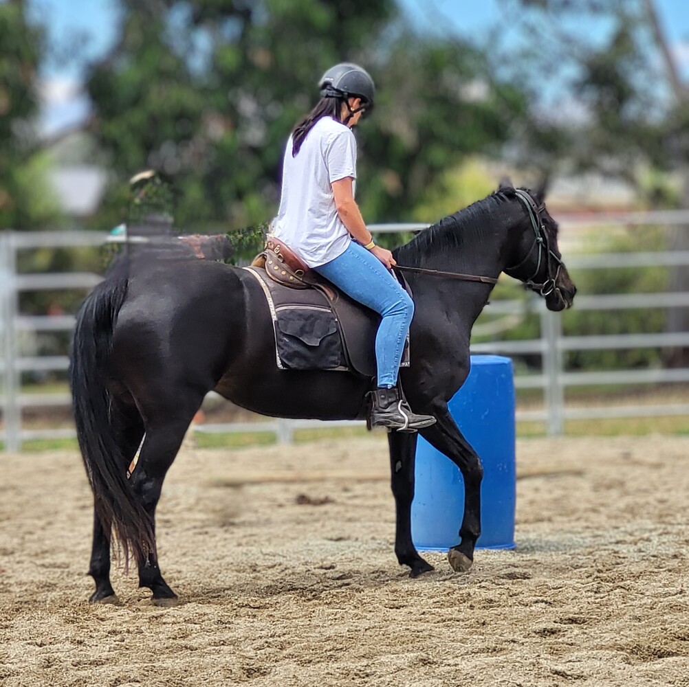 Quiet Standy Mare Pleasure horses Horse for sale in Albury NSW Horse Deals