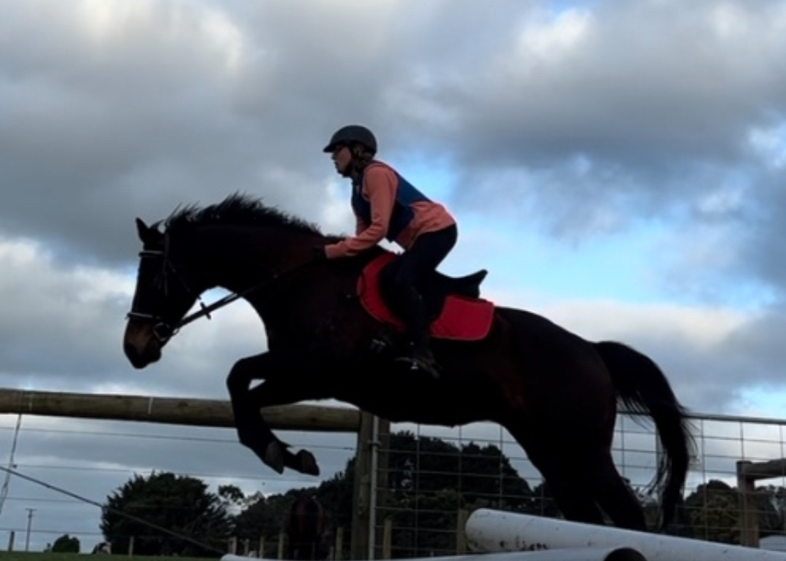 Elusive Shine OTTB Allrounder horses Horse for sale in Kirkstall