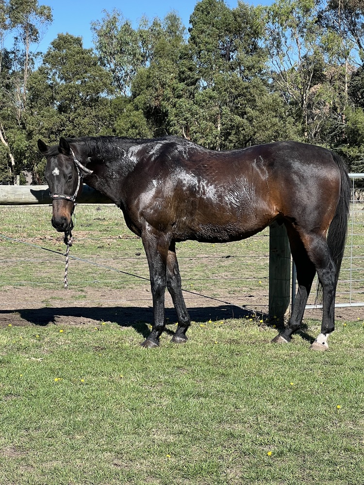 Elusive Shine OTTB Allrounder horses Horse for sale in Kirkstall
