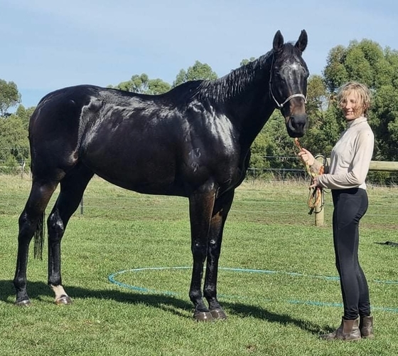 Elusive Shine OTTB Allrounder horses Horse for sale in Kirkstall