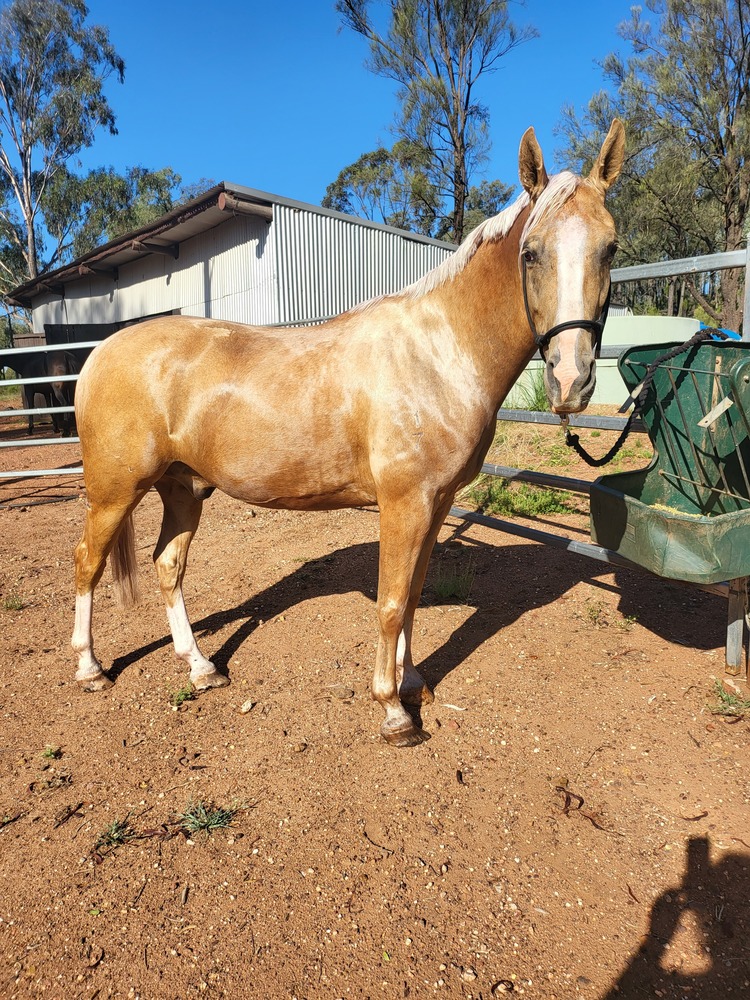 Palomino ASH Gelding Allrounder horses Horse for sale in Dubbo NSW