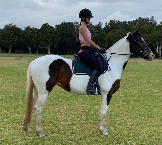 Kenlock Warmblood x tb Adult Riding Club horses Horse for sale in