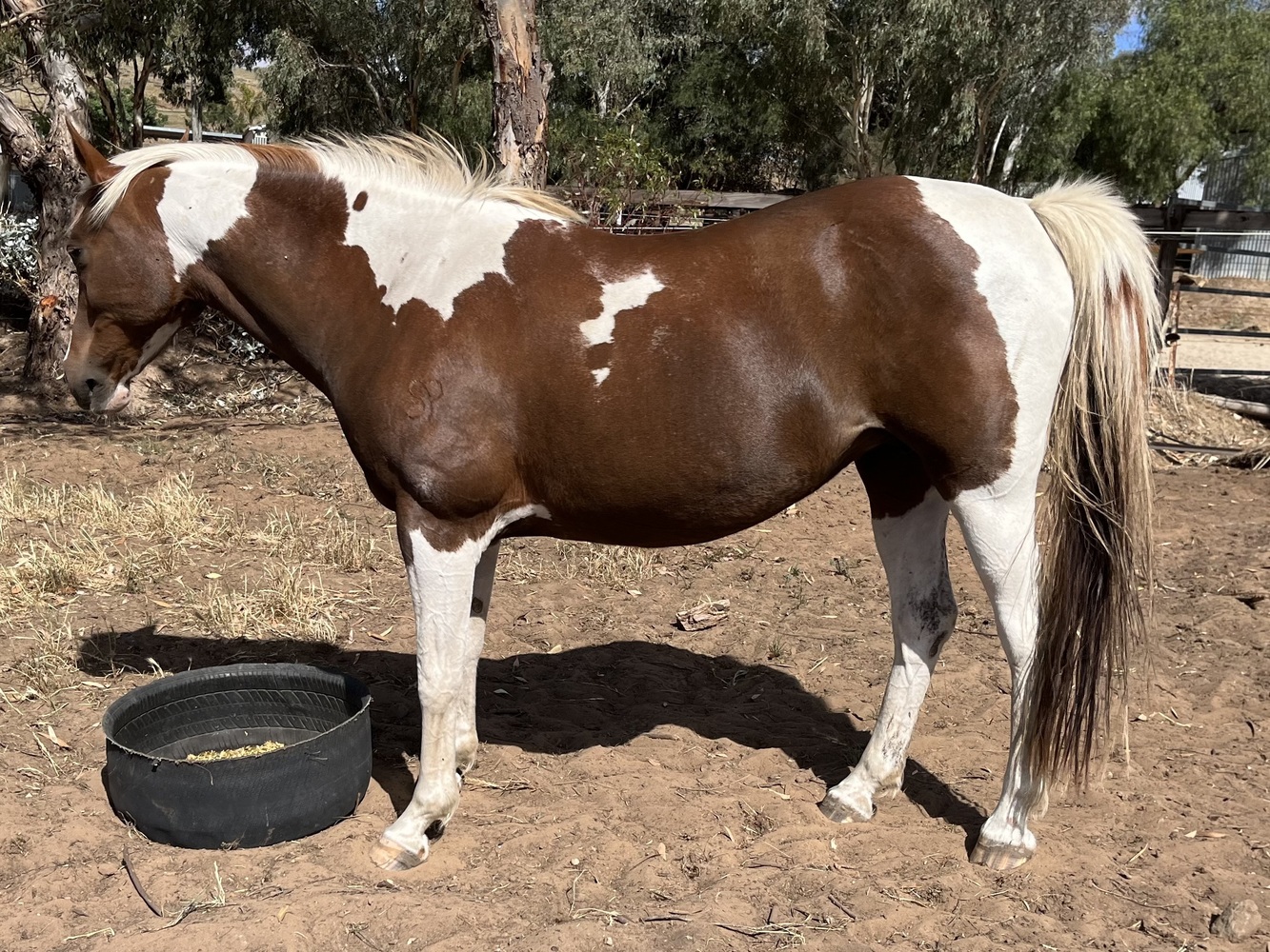 Homozygous Tobiano Mare Allrounder horses Horse for sale in