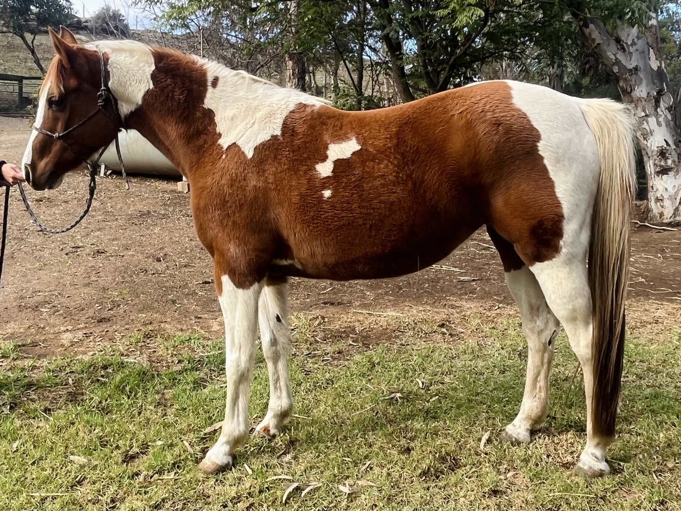 Homozygous Tobiano Mare Allrounder horses Horse for sale in