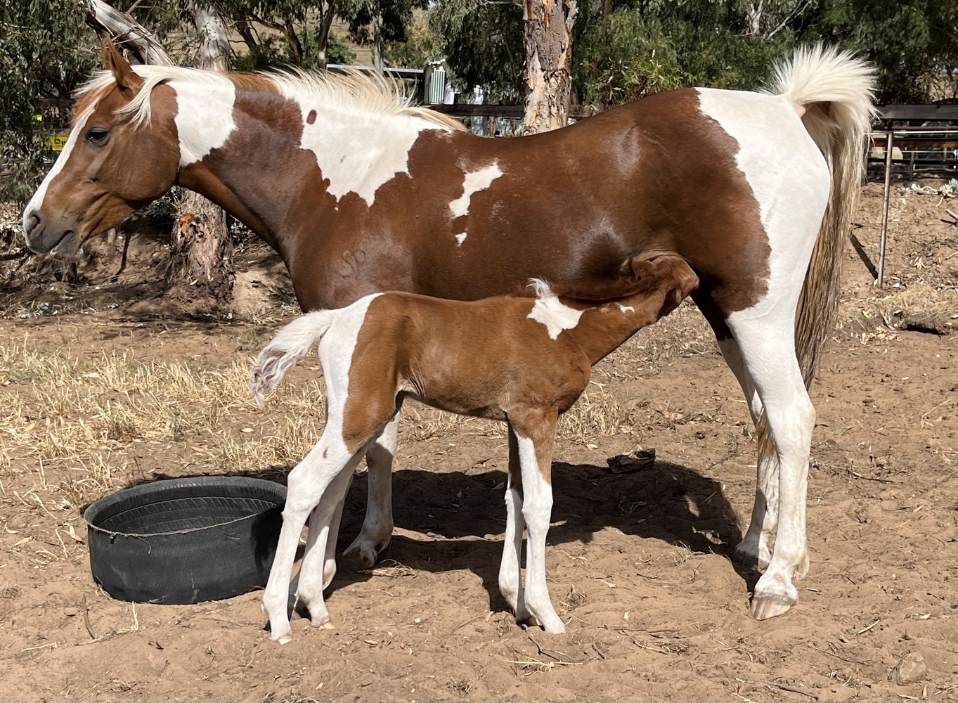 Homozygous Tobiano Mare Allrounder horses Horse for sale in
