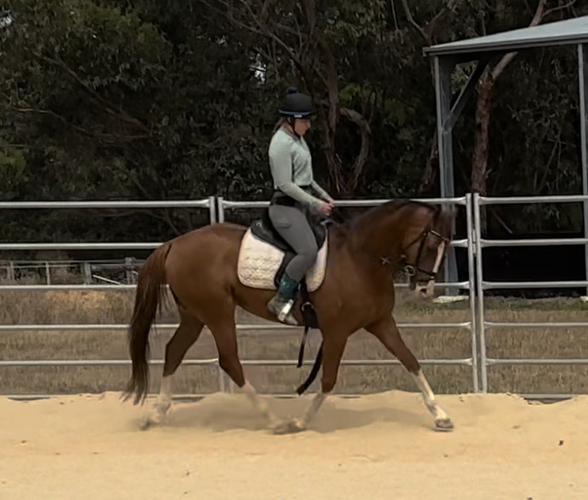 Eyecatching OTTB Show horses Horse for sale in Freshwater Creek